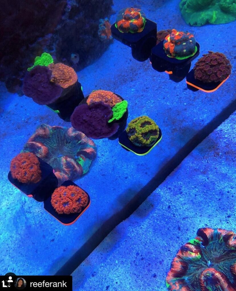 CoralOne GLO Edition Solo Frag Racks from Oceanbox Designs