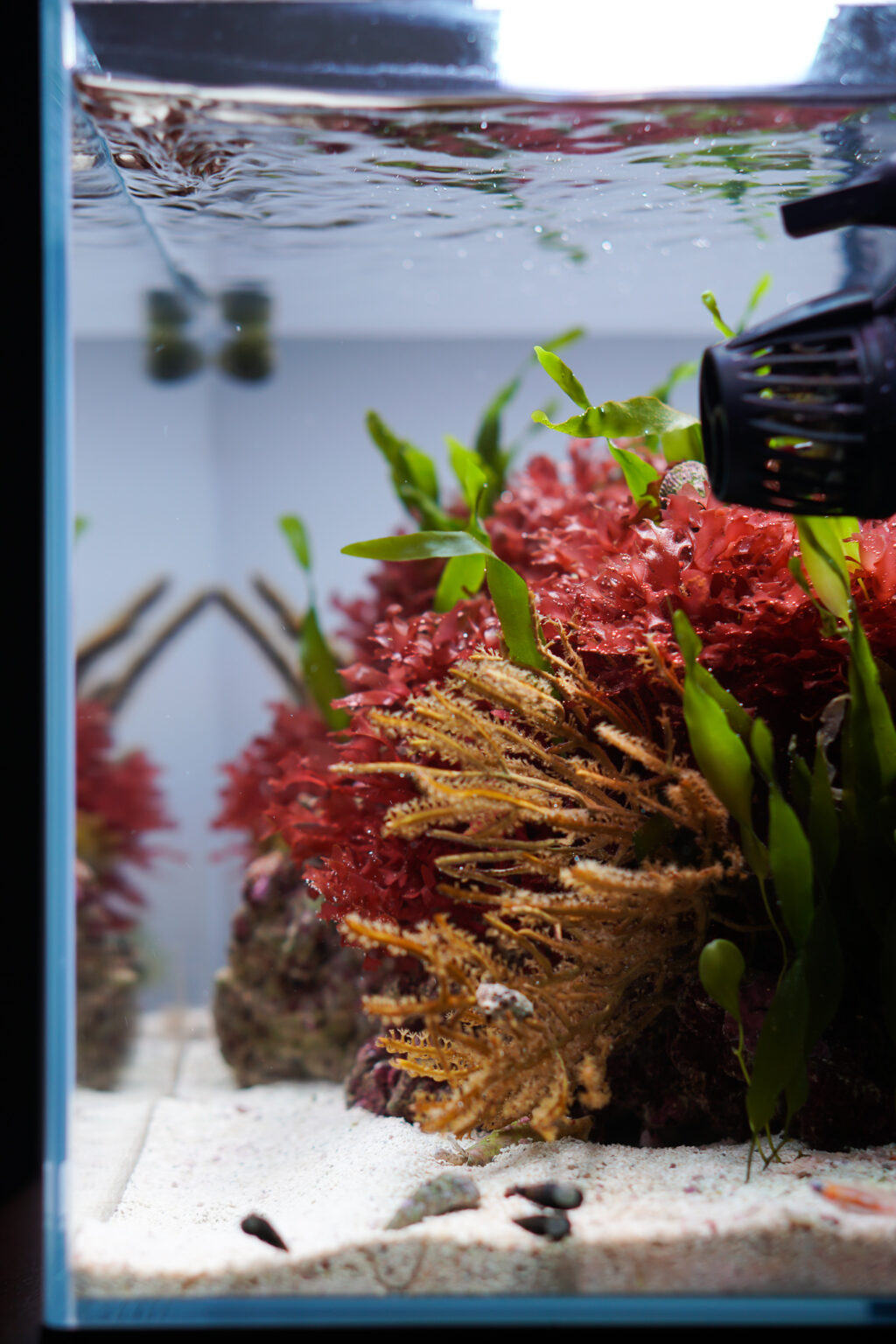 Tigahboy Macroalgae Tank - Reef Builders Featured Tank | Reef Builders ...