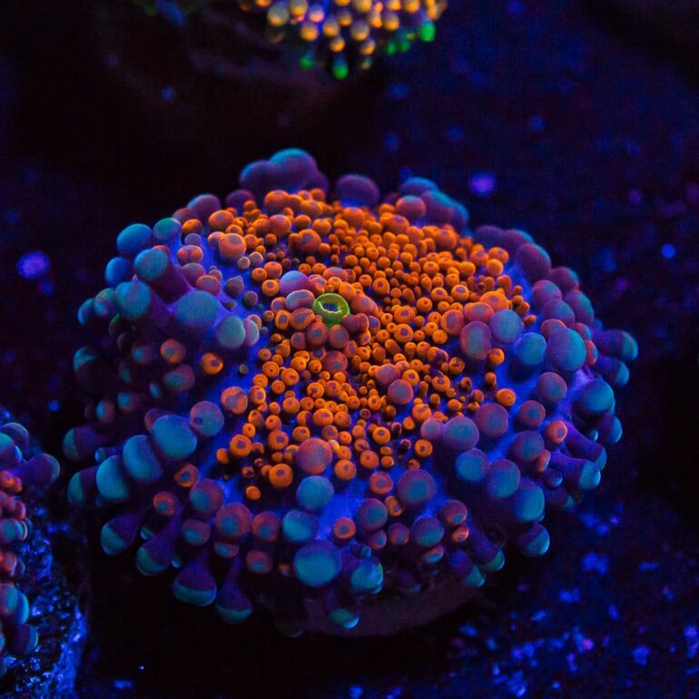 World Wide Corals 13th Anniversary Live Sale! | Reef Builders | The ...