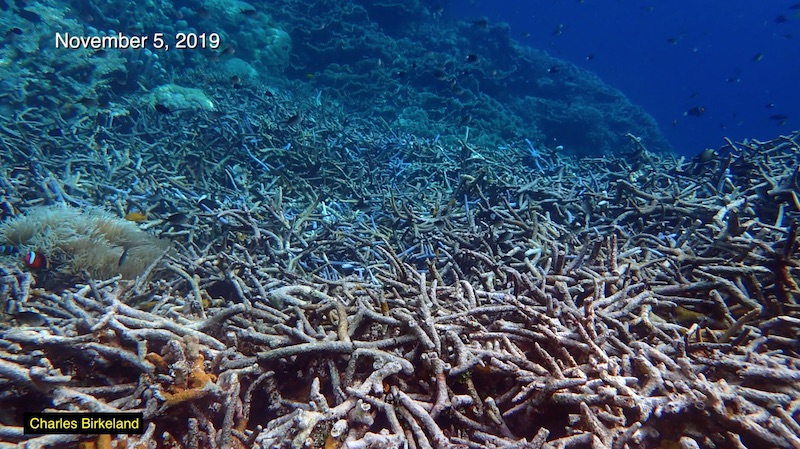 Aqua Blue FAUX Finger Staghorn Coral - Acropora Humilis - (1