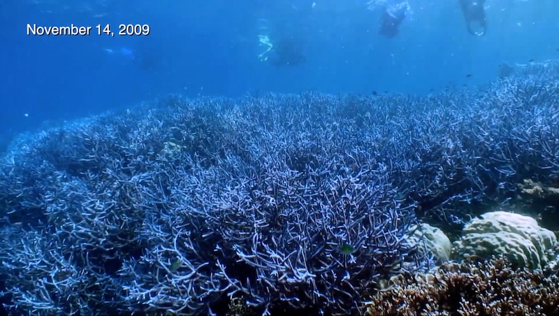 A rare coloured Staghorn coral colony in Opal Reef amongst other