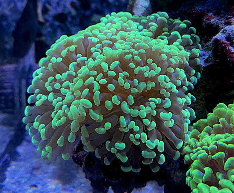 Cetus 2 LED Offers The Ideal Wavelength For Low To Medium Light Corals