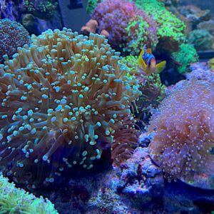 Hybrid Euphyllia Coral are (Slightly) More Common Than we Think | Reef ...