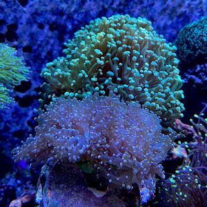 Hybrid Euphyllia Coral are (Slightly) More Common Than we Think | Reef ...