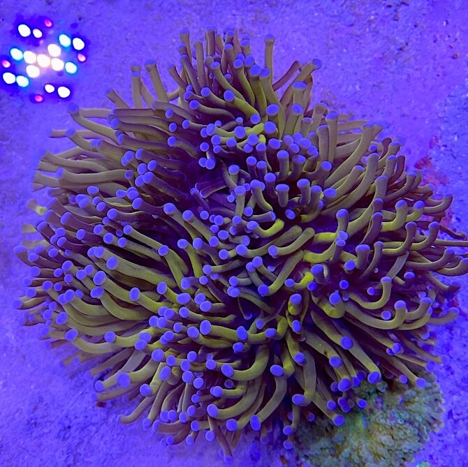 Hybrid Euphyllia Coral are (Slightly) More Common Than we Think | Reef ...