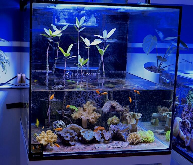 Tour Of Our Dedicated Mangrove & Coral Community Aquarium [Video ...