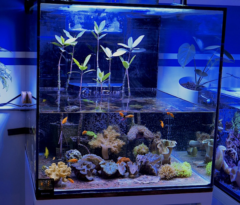 How it's made: Reef Aquariums, Reef Builders