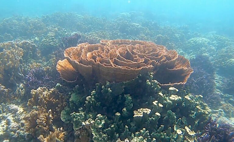 hawaiian tropic reef safe