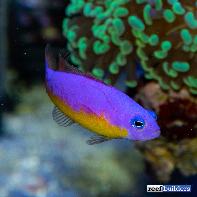 Hybrid Dottyback Still Enjoying Life at the Reef Builders Studio | Reef ...