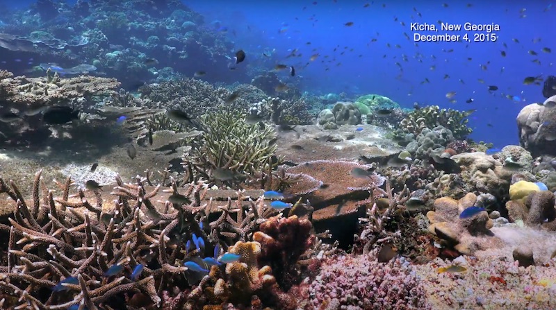 A rare coloured Staghorn coral colony in Opal Reef amongst other