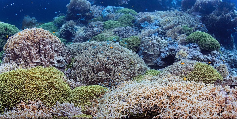 A rare coloured Staghorn coral colony in Opal Reef amongst other