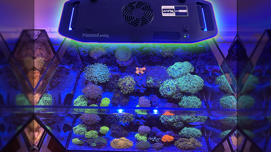 Vermetid Tubeworms Are Bad For Aquariums And Coral Reefs Reef