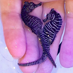 Zebra Seahorse, Real Hippocampus Zebra Collected in Western Australia ...