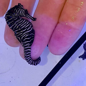 Zebra Seahorse, Real Hippocampus Zebra Collected in Western Australia ...