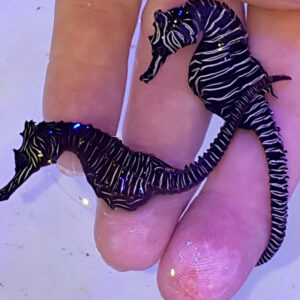 Zebra Seahorse, Real Hippocampus Zebra Collected in Western Australia ...