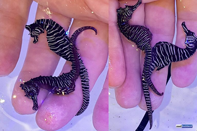 Zebra Seahorse, Real Hippocampus Zebra Collected in Western Australia! Reef Builders The