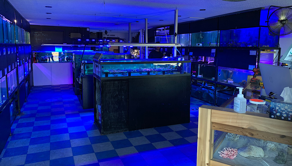 Blue World Aquariums In Victoria BC Celebrates One Year Anniversary