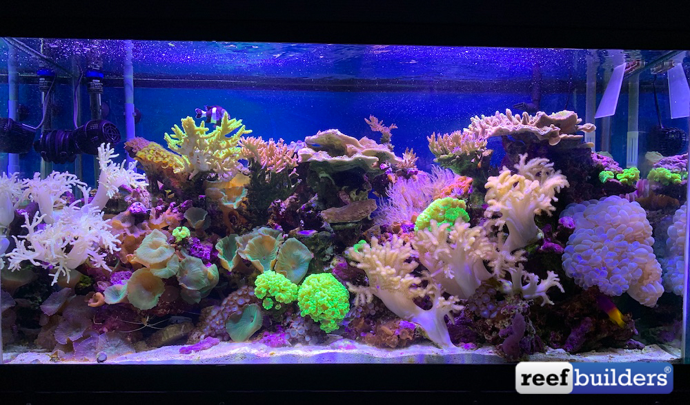 My 90-Gallon Reef Aquarium - Overview