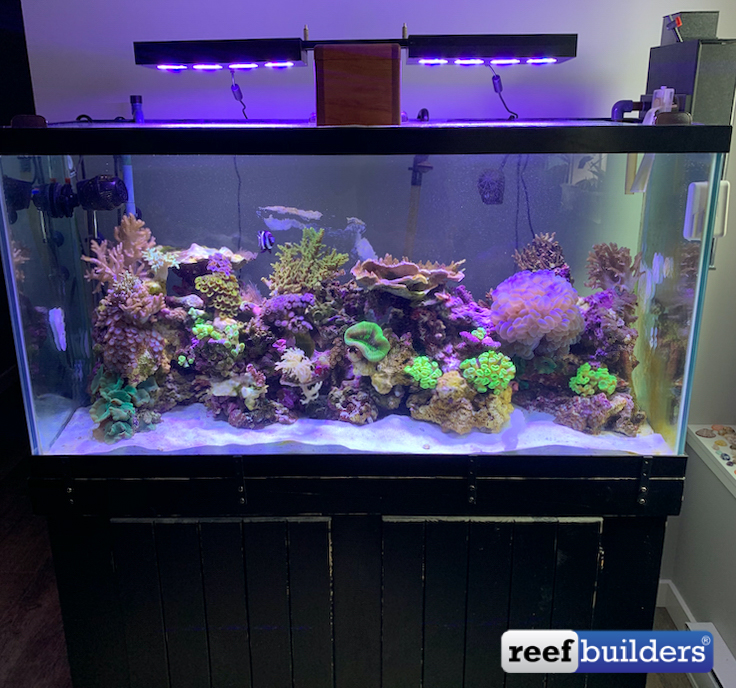 Photos: 90 Gallon Marine Fish Tank Design Upgrade with Fake Corals