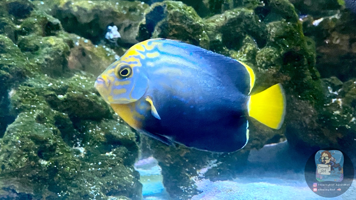 The Hybrid Beauty, Blue Phantom Angelfish by Poma Labs | Reef Builders