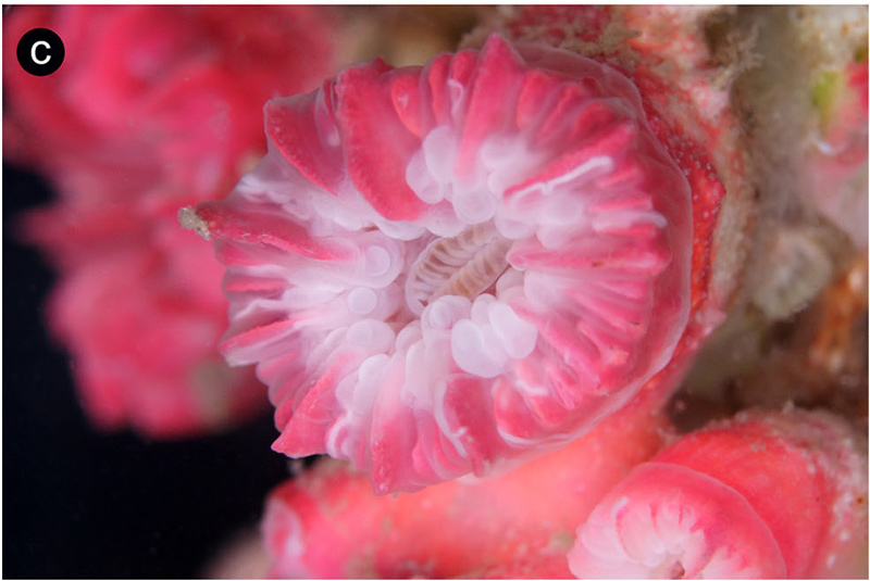 Coenocyathus sebroecki, a New Species of Azoox Coral from Brazil | Reef ...