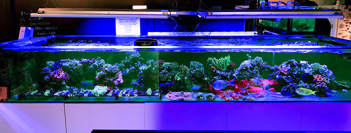 Blue World Aquariums In Victoria BC Celebrates One Year Anniversary ... - E4E23AC5 EFB4 470E 8E82 ACE8CFCEF527