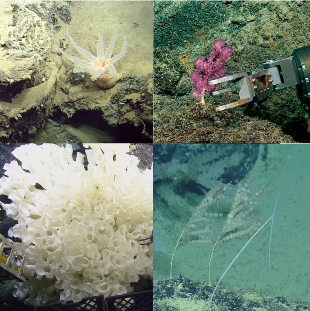 Scientists discover largest sponge known during deep-sea exploration