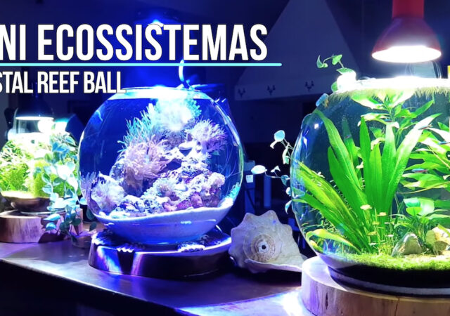  PNW Custom 40 Oz (Black) Micro Reef Ready Aquarium Small  Desktop Saltwater Fish Tank
