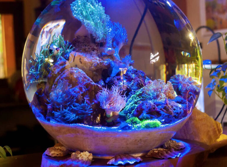 Gaze Into This Crystal Reef Ball by Mini Ecossistemas Brazil Reef