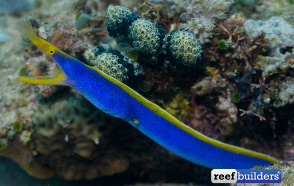 Ribbon Eel