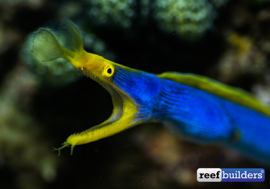 Creature Feature The Blue Ribbon Eel Reef Builders The Reef and