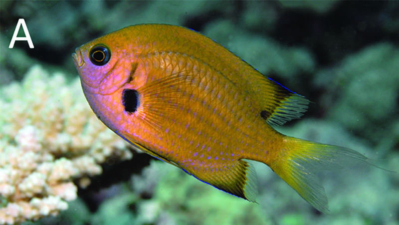 https://reefbuilders.com/wp-content/blogs.dir/1/files/2020/08/chromis-pacifica.jpg