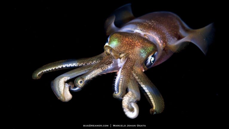 Meet The Striped Pyjama Squid: Sepioloidea lineolata | Reef Builders ...