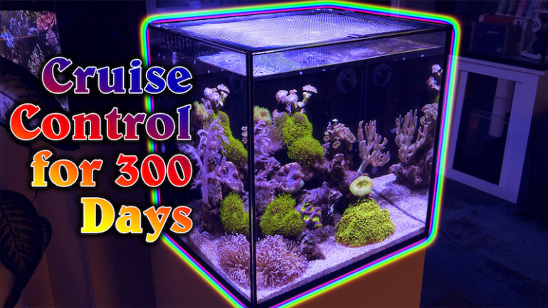 Vergissing salaris half acht 300 Days of Cruise Control on this 1-Day Nano Reef Tank [VIDEO] | Reef  Builders | The Reef and Saltwater Aquarium Blog