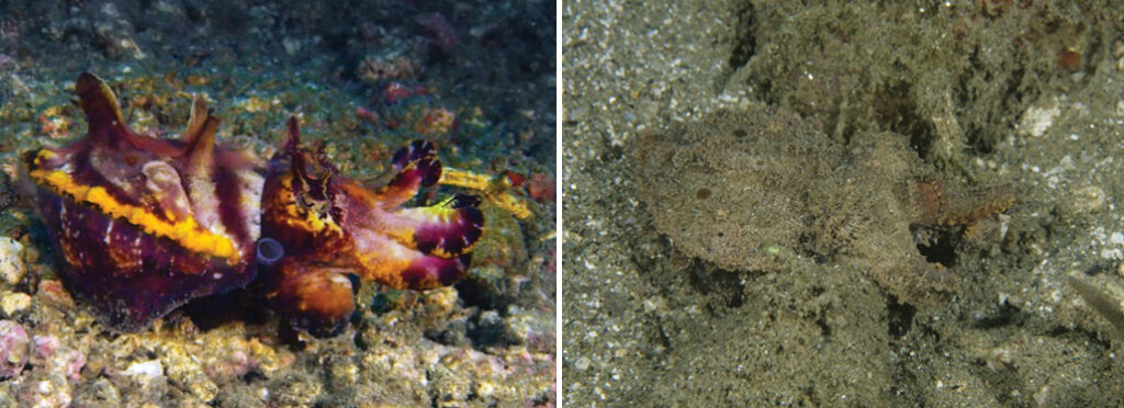 Flamboyant Cuttlefish – Amazing Feeding Metasepia pfefferi