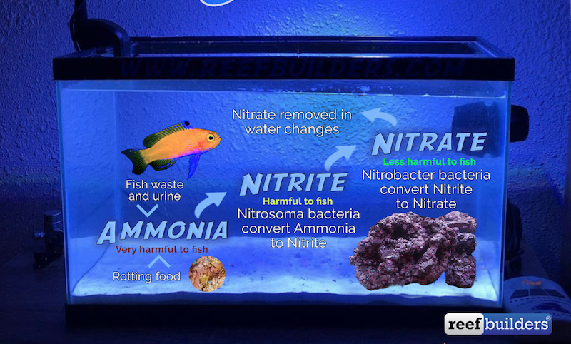 Transfer Your Freshwater Skills And Setup Your First Saltwater Aquarium, Reef Builders