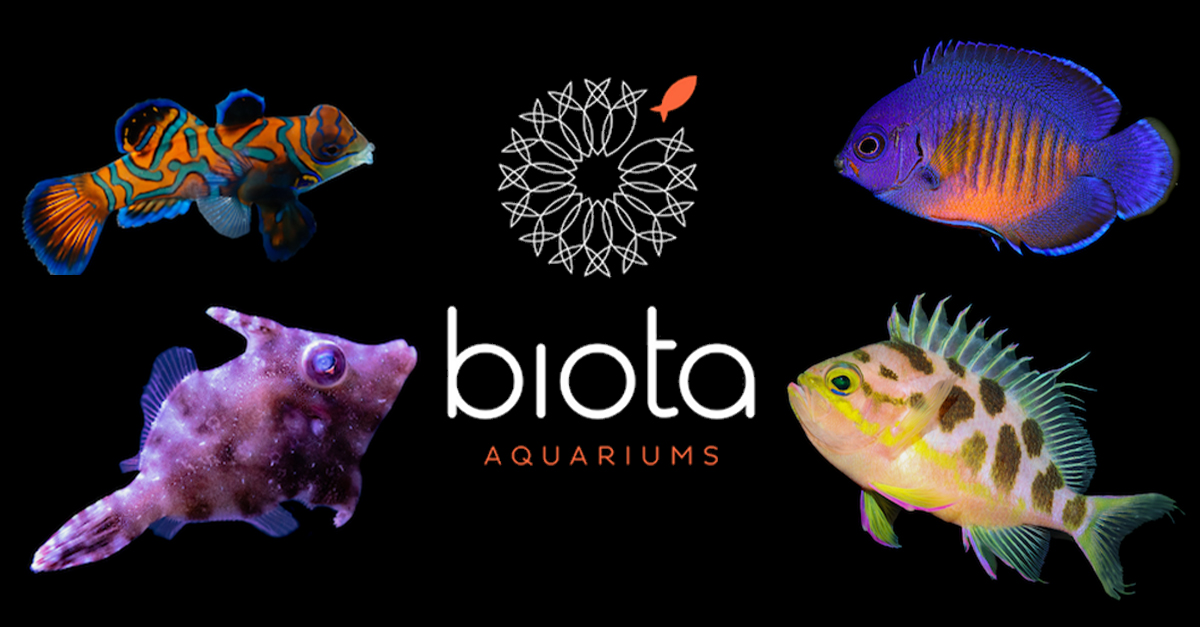 Biota Now Shipping Captive Bred Animals Direct To Consumer | Reef Builders  | The Reef and Saltwater Aquarium Blog