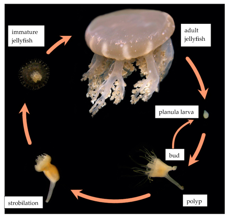 explain the jellyfish life cycle