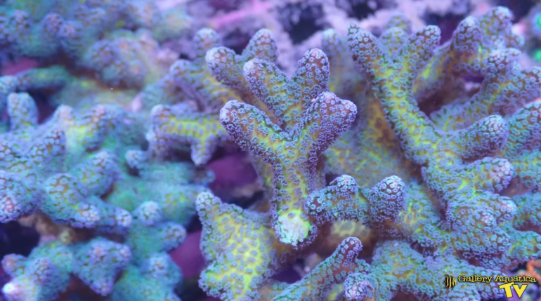 Time To Frag Birdsnest Coral With Gallery Aquatica TV! | Reef Builders ...