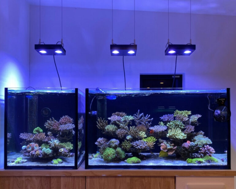 Takaki’s Japanese ‘Nature Aquarium’ Style Reef Tank Reef Builders