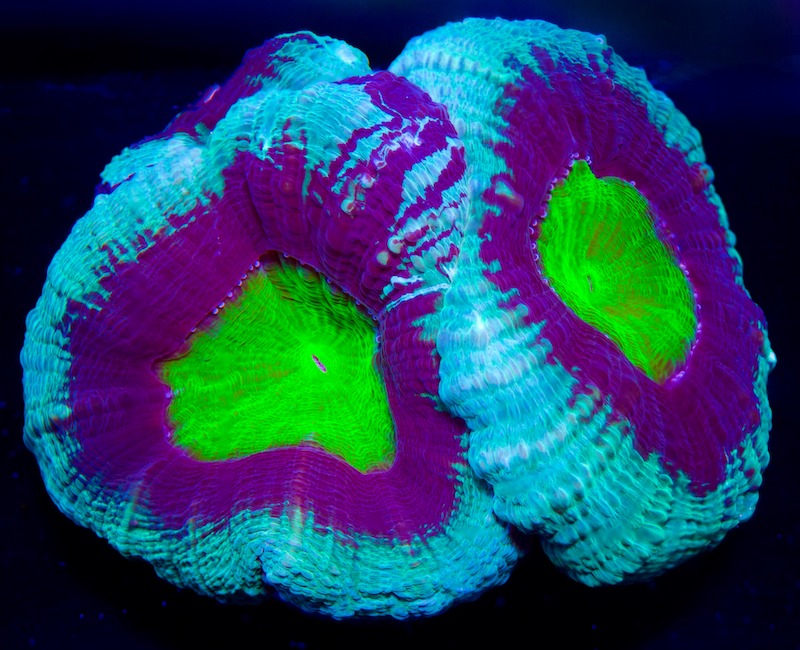 This Mysterious LPS Has Eluded Identification | Reef Builders | The Reef and Saltwater Aquarium Blog