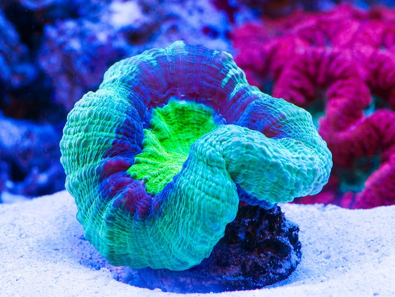 This Mysterious LPS Has Eluded Identification | Reef Builders | The Reef and Saltwater Aquarium Blog