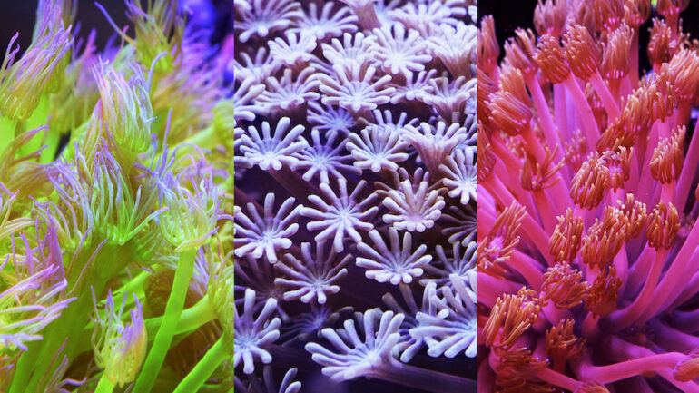 Flowerpot Corals & Everything You Need to Know For Success | Reef ...