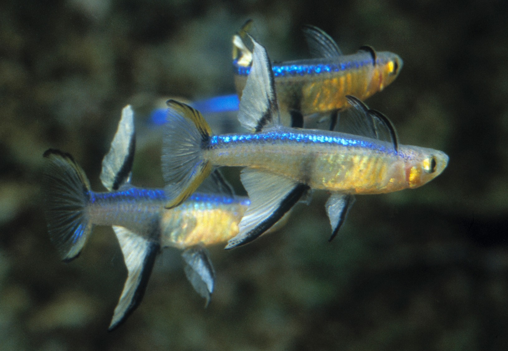 Pseudomugil cyanodorsalis fin flaring