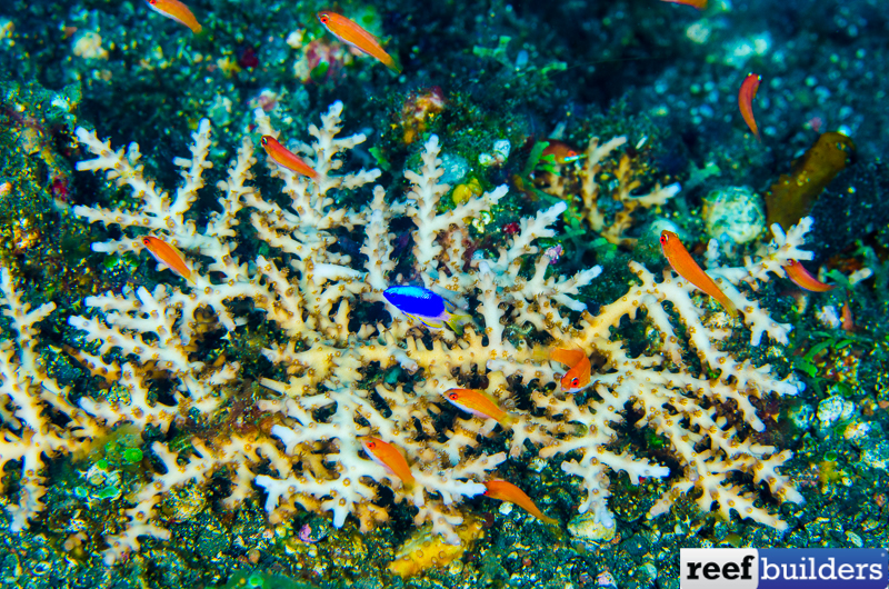 Acropora russelli, the Ultimate LOW Light, Deep Water Plating Acro, Reef  Builders