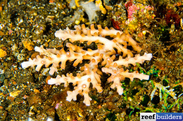 Acropora russelli, the Ultimate LOW Light, Deep Water Plating Acro, Reef  Builders