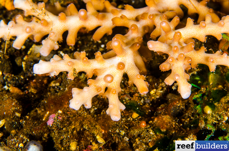 Acropora russelli, the Ultimate LOW Light, Deep Water Plating Acro, Reef  Builders