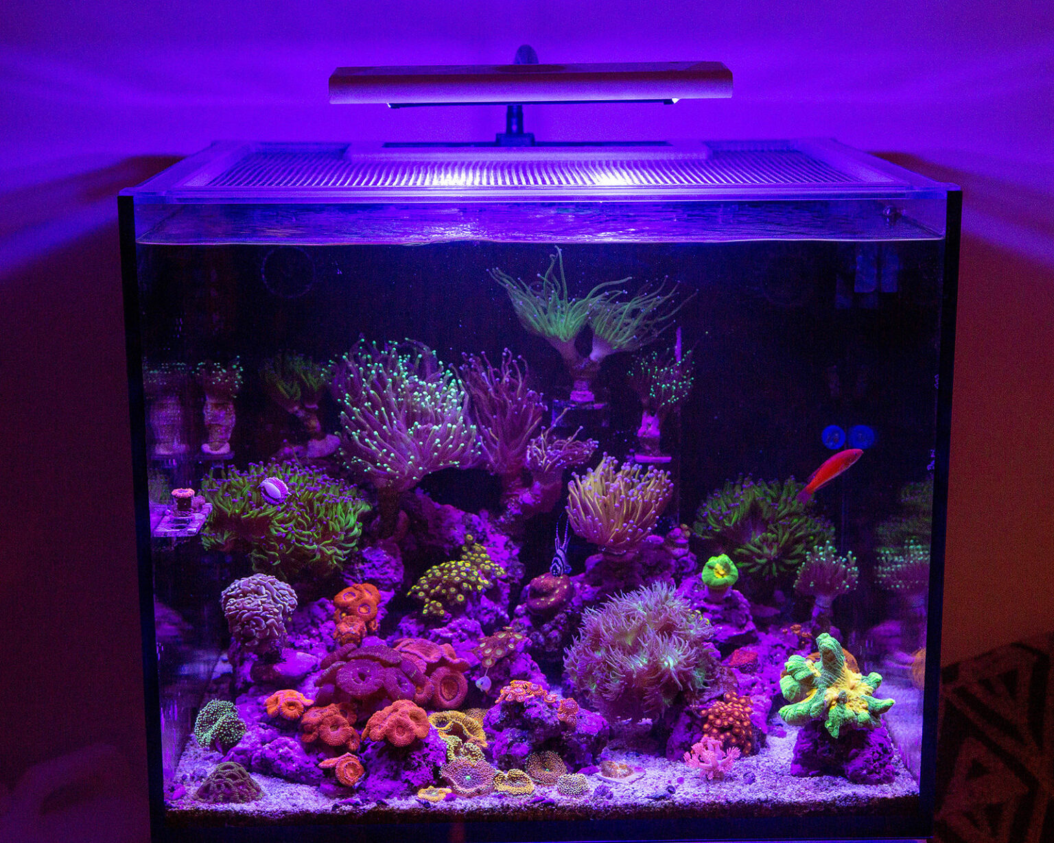 The Best Lids for Saltwater Aquariums - Reef Builders Gear Guide | Reef ...