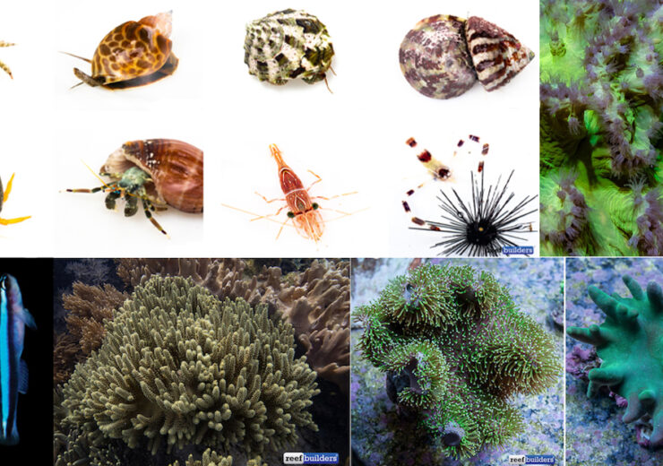 Picture of Tag: beginner fish | Reef Builders | The Reef and Saltwater Aquarium Blog