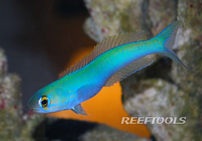 Flashing Tilefish's Color Changing Skin is Unique in the Animal World, Reef Builders